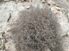Gymnocarpos decander