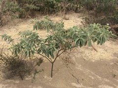 Solanum stipulaceum