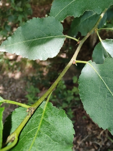 Iberian White Birch