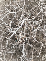 Gymnocarpos decander