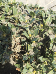 Stillingia spinulosa