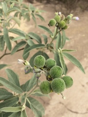 Solanum stipulaceum