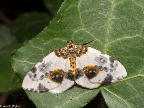 Clouded Magpie, 6369 Simpelveld, Nederland, photo 6 of 10