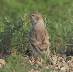 Pere David's Snowfinch photo 4