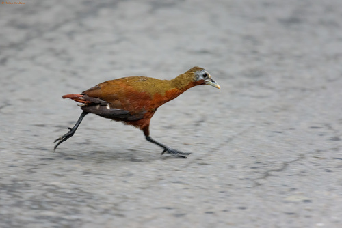 Madagascar Forest Rail