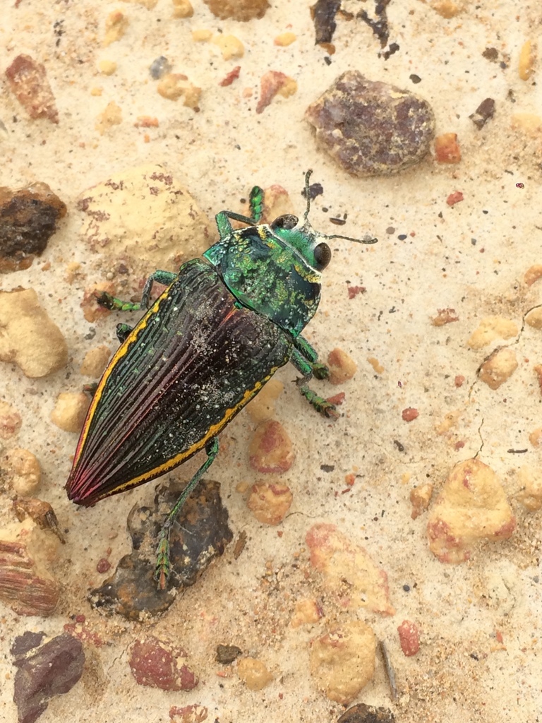 Psiloptera rubromarginata