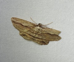 Euphronarcha luxaria