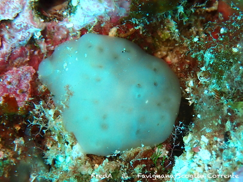 Representative image of Eudistoma magnum