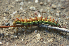 Goodia kuntzei