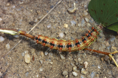 Goodia kuntzei