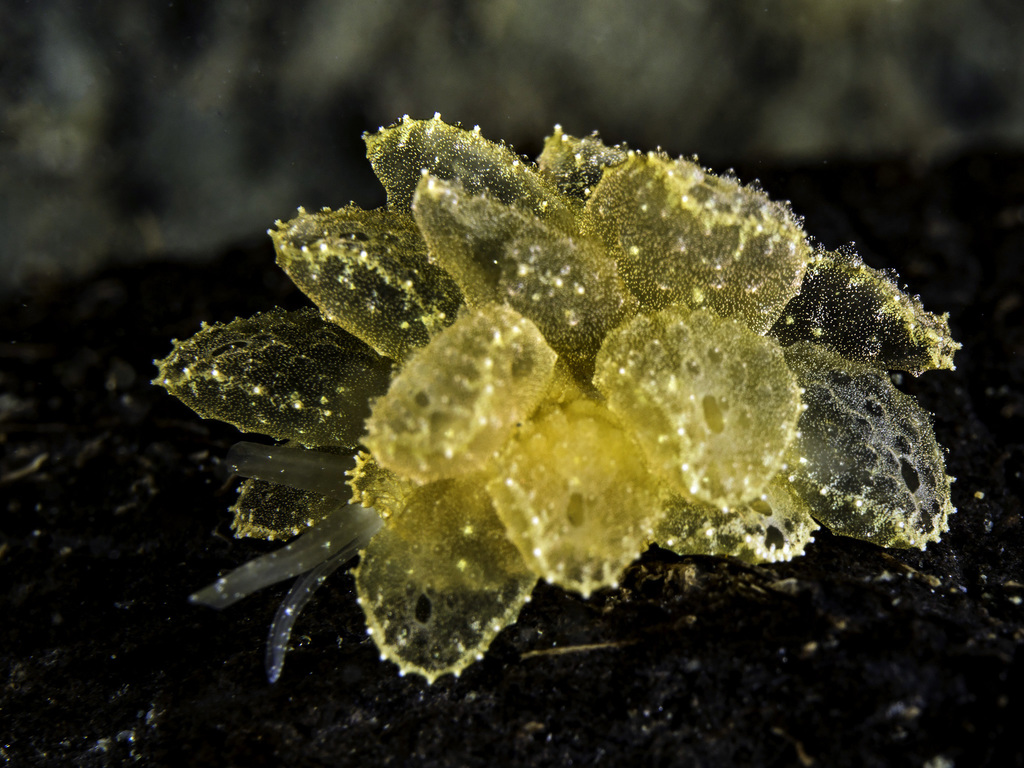 Cyerce pavonina