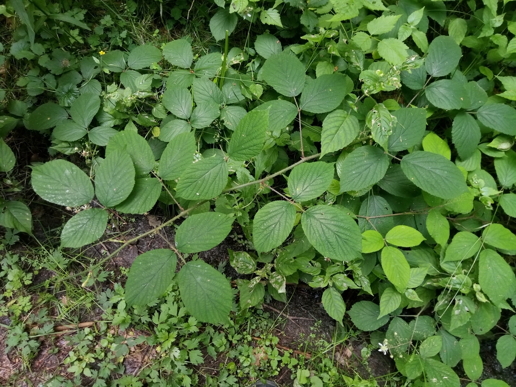 Rubus nigricans; photograph Vladimír Fuka, CC BY, iNaturalist via GBIF