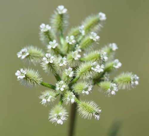 bristlefruit hedgeparsley (Torilis leptophylla)