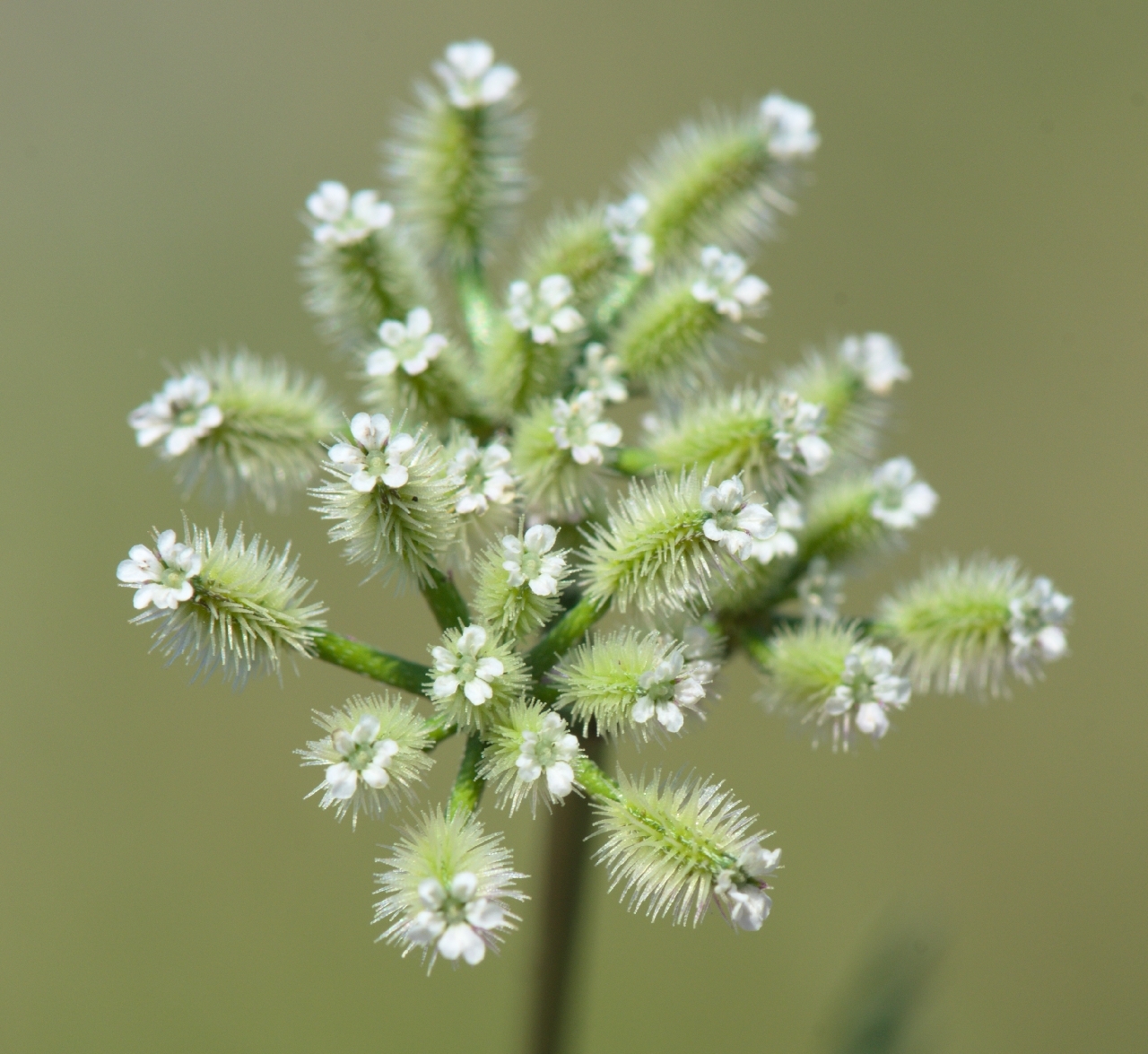 Torilis leptophylla