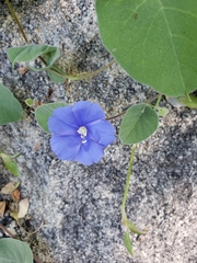 Jacquemontia abutiloides