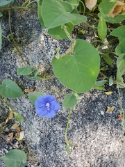 Jacquemontia abutiloides