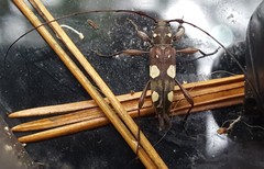 Sporetus inexpectatus