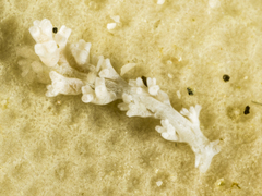 Image of Embletonia gracilis