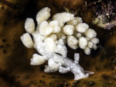 Embletonia gracilis image