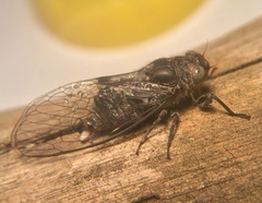 Atrapsalta corticina