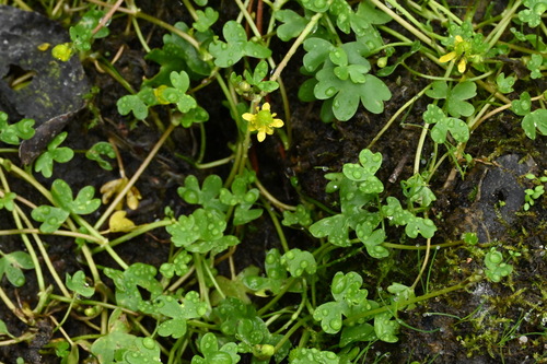 Image of Ranunculus hyperboreus by (c) Syd Cannings, some rights reserved (CC BY)