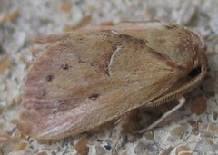 Adoneta bicaudata