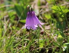 Soldanella pusilla