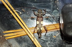 Sporetus inexpectatus