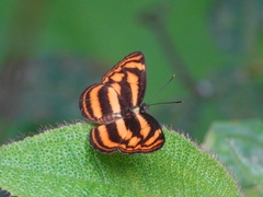 Lasippa tiga siaka
