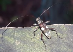 Sporetus inexpectatus