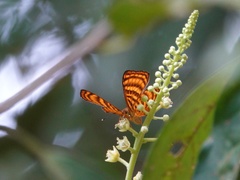 Zemeros emesoides