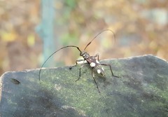 Sporetus inexpectatus