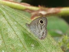 Ypthima horsfieldii humei