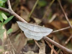 Heteralex rectilineata