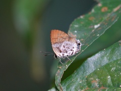 Araotes lapithis