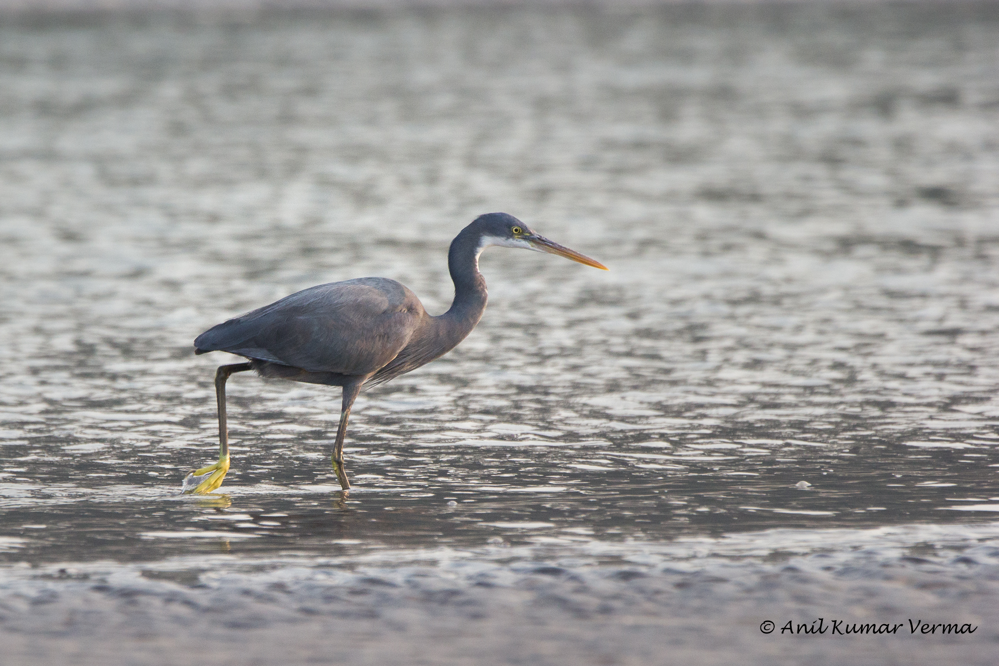 Western Reef Egret