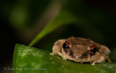 Eleutherodactylus antillensis