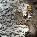 Phaeophyscia nigricans - Photo (c) Vladimir Travkin, algunos derechos reservados (CC BY-NC), subido por Vladimir Travkin