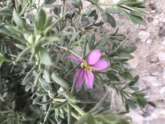 Fagonia mollis