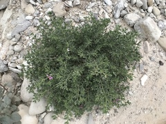 Fagonia mollis