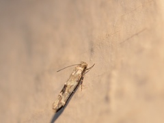 Mompha stellella