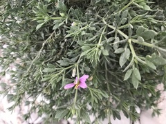 Fagonia mollis