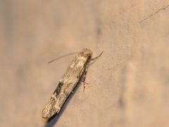 Mompha stellella