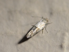 Mompha stellella