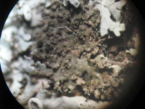 Phaeophyscia nigricans image