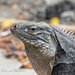 Cuban Iguana - Photo (c) Dsmiami, some rights reserved (CC BY-NC), uploaded by Dsmiami