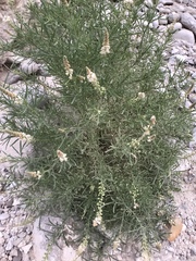 Reseda stenostachya