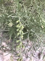 Reseda stenostachya