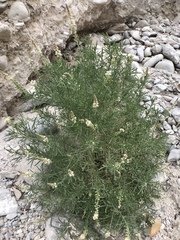Reseda stenostachya