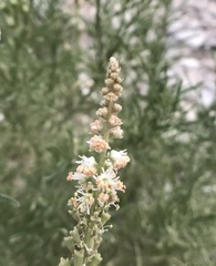 Reseda stenostachya